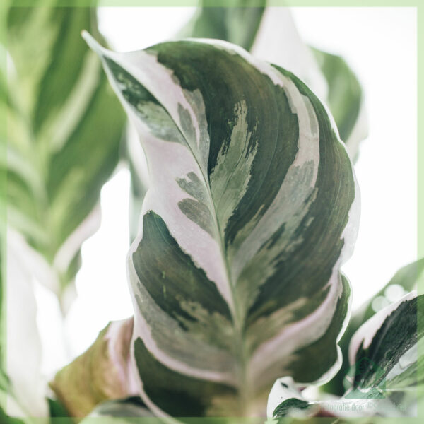 Nakupujte a pečujte o Calathea White Fusion