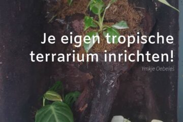 Blog - Opsætning af dit eget tropiske terrarium til stueplanter