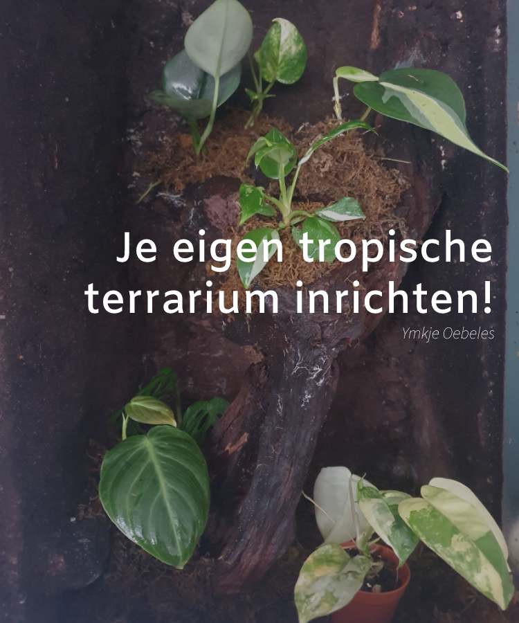 博客 - 為室內植物設置自己的熱帶玻璃容器