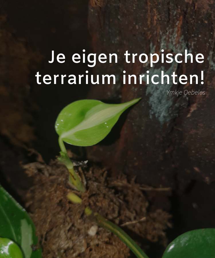 Blog - Opsætning af dit eget tropiske terrarium til stueplanter