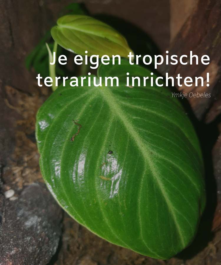 Blog - Allestisci il tuo terrario tropicale per piante da appartamento