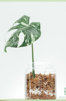 Monstera Thai Constellation bewurzelt Stecklinge kaufen