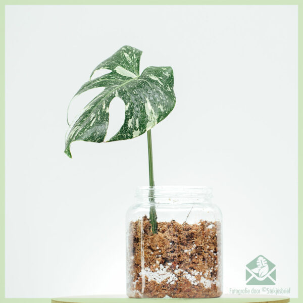 Monstera Thai Constellation bewurzelt Stecklinge kaufen