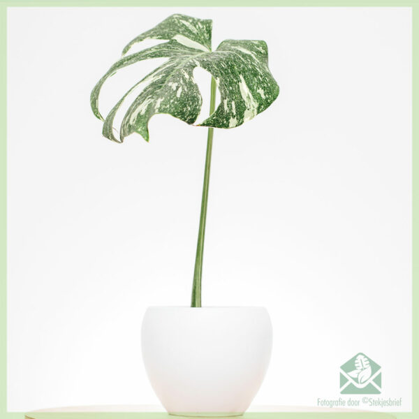 Monstera Thai Constellation geworteld Stek kopen
