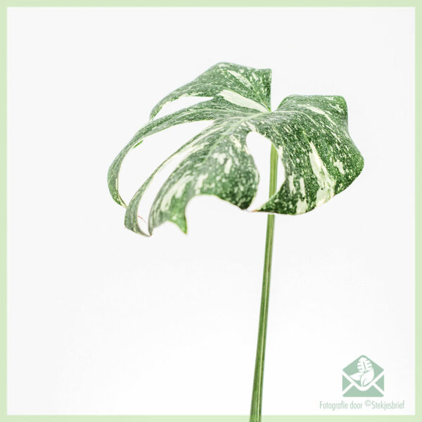 Monstera Thai Constellation geworteld Stek kopen