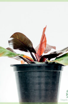 Tuku Philodendron Cherry Red