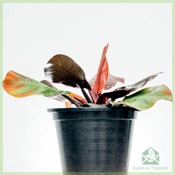 Acheter Philodendron Rouge Cerise