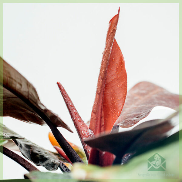 Blini Philodendron Cherry Red