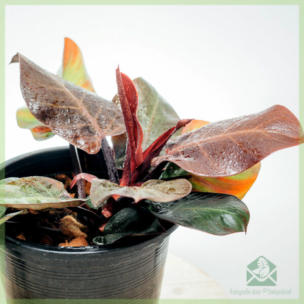 Pirkite Philodendron Cherry Red