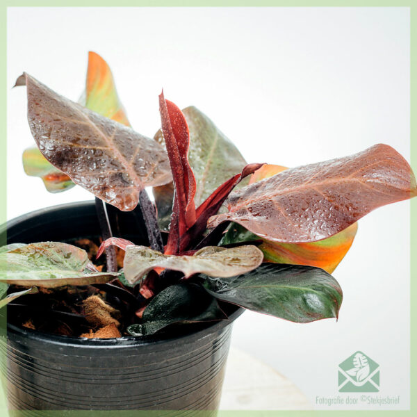 Buy Philodendron Cherry Red