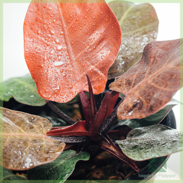 Blini Philodendron Cherry Red
