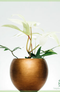 Koop Philodendron Florida Ghost