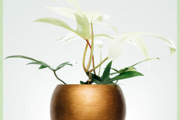 Philodendron Florida Ghost kopen
