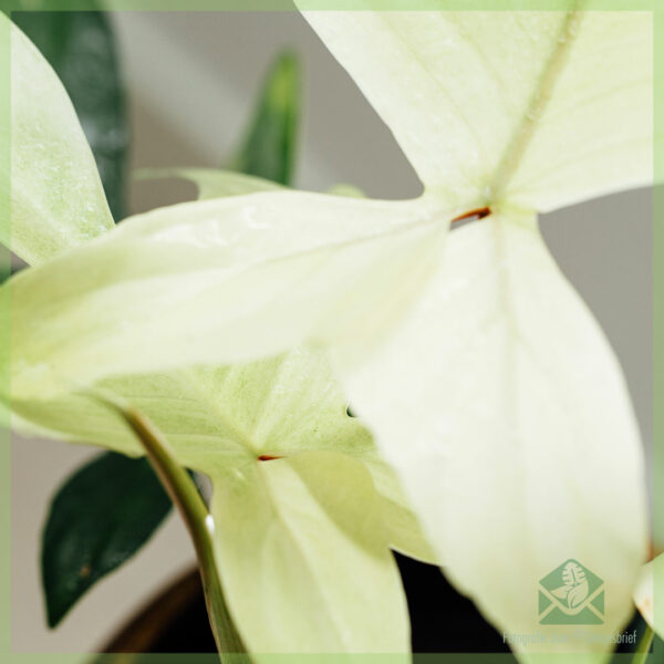 Acheter Philodendron Florida Ghost