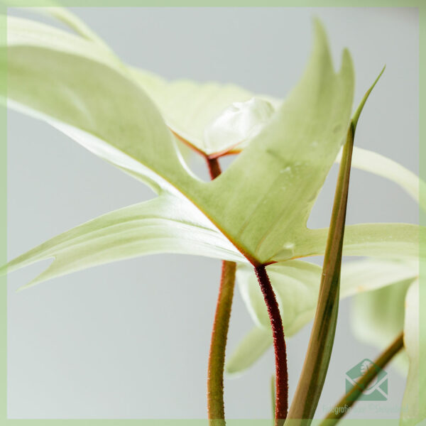 Compra Philodendron Florida Ghost