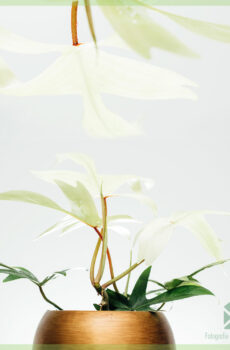 Compra Philodendron Florida Ghost