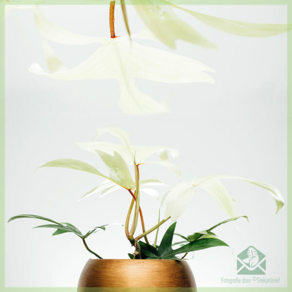 Compra Philodendron Florida Ghost