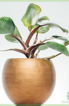 Koop en versorg Philodendron White Knight