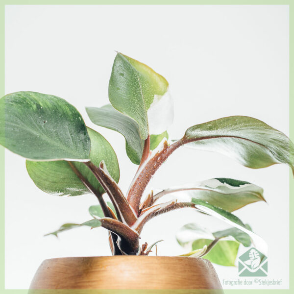 Philodendron White Knight kopen en verzorgen