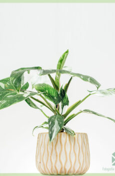 Philodendron White Princess online kopen en verzorgen