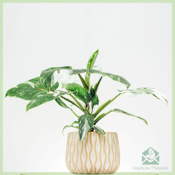 Philodendron White Princess online kopen en verzorgen