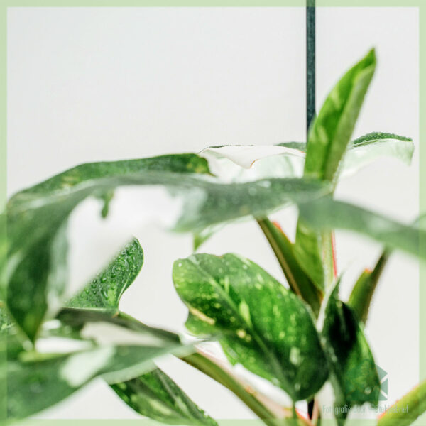 Philodendron White Princess online kopen en verzorgen