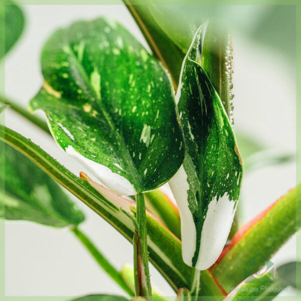 Philodendron White Princess online kopen en verzorgen