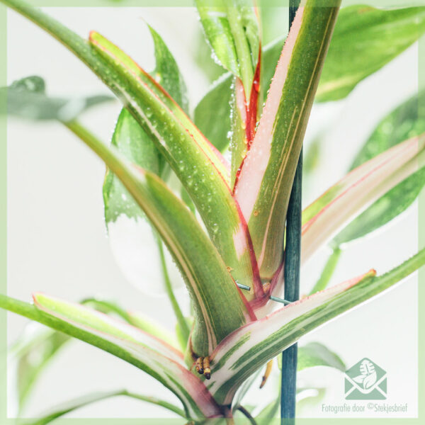 Philodendron White Princess online kopen en verzorgen
