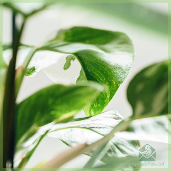 Philodendron White Princess online kopen en verzorgen