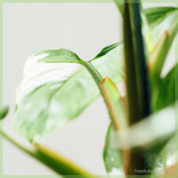 Philodendron White Princess අන්තර්ජාලය හරහා මිලදී ගෙන රැකබලා ගන්න