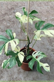 קנה Rhapidophora tetrasperma minima monstera variegata