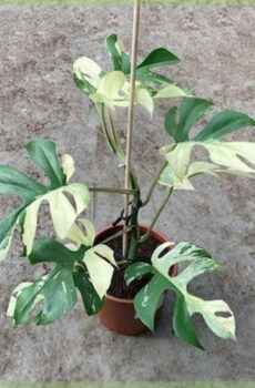 Rhapidophora tetrasperma minima monstera variegata මිලදී ගන්න