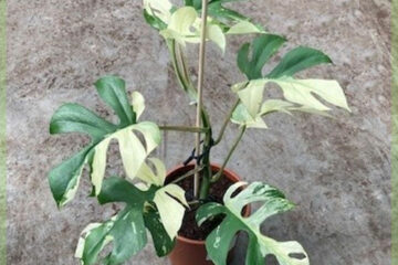 ซื้อ Rhapidophora tetrasperma minima monstera variegata