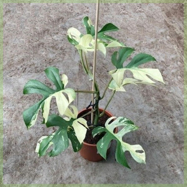 Купити Rhapidophora tetrasperma minima monstera variegata