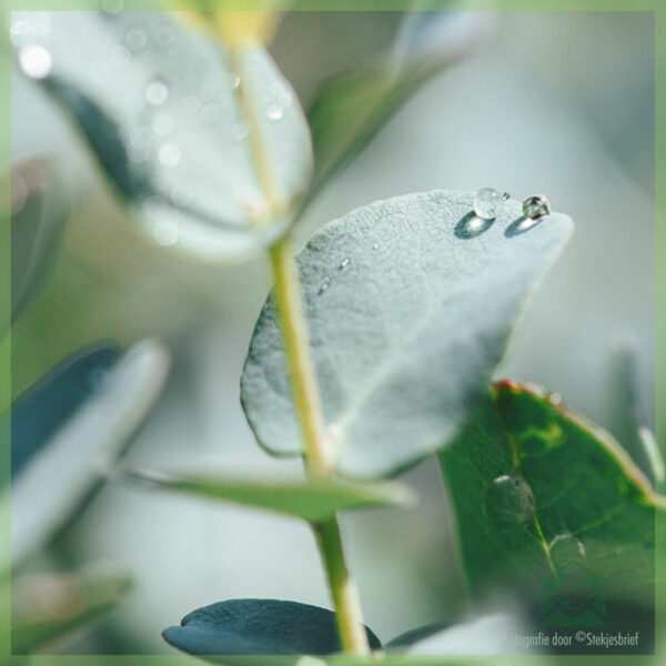 Rencana léngkah-léngkah: Jieun tea Eucalyptus tina kebon anjeun nyalira