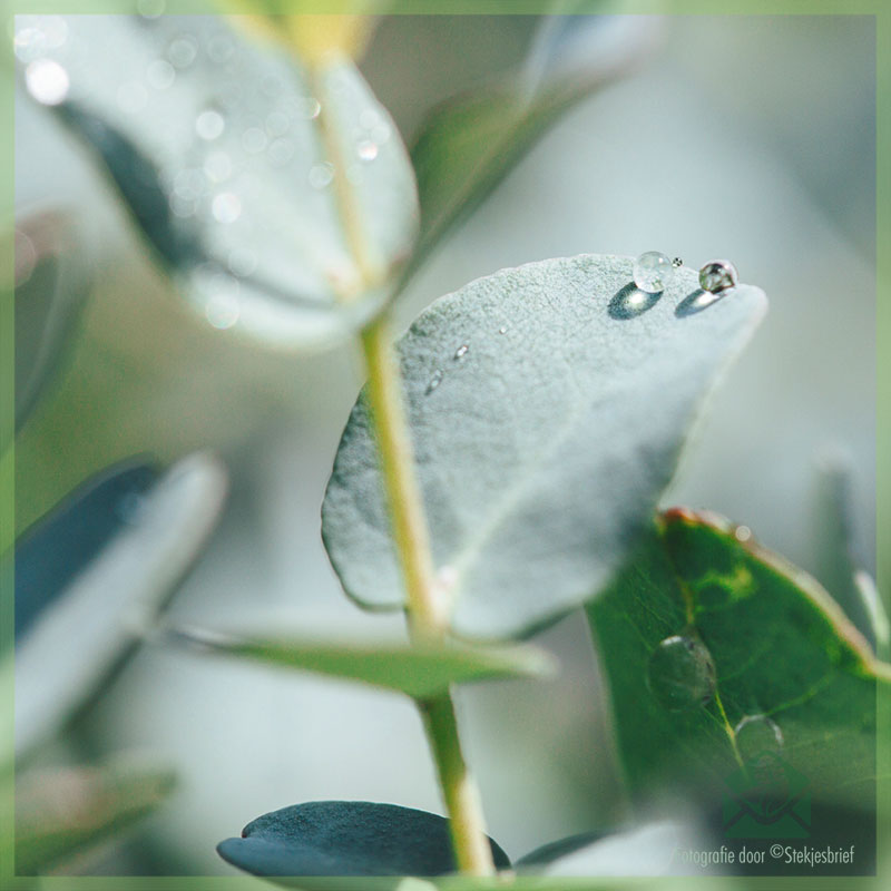 Schrëtt fir Schrëtt Plang: Maacht Eucalyptus Téi aus Ärem eegene Gaart