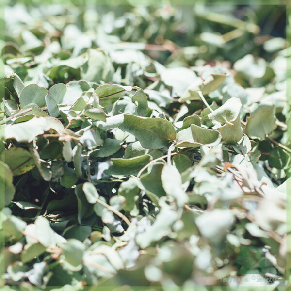 Stappenplan: Eucalyptus thee uit je eigen tuin maken