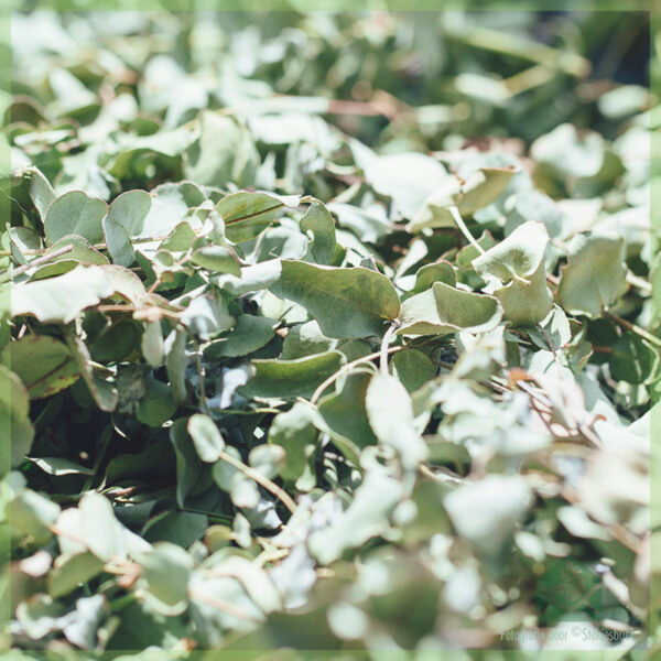 Qorshaha tallaabo-tallaabo: Ka samee shaaha Eucalyptus beertaada