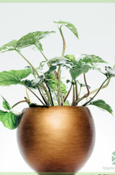 Buy Syngonium Podophyllum Albomarginata