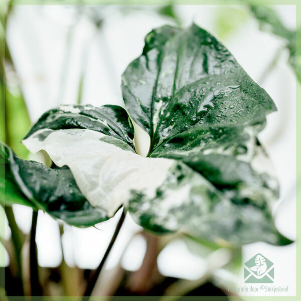 購買 Syngonium Podophyllum Albomarginata