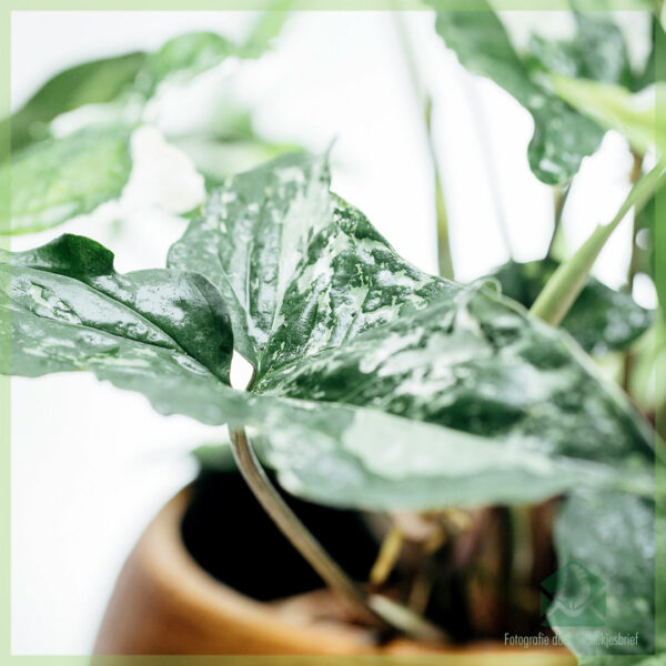 Syngonium Podophyllum Albomarginata kopen