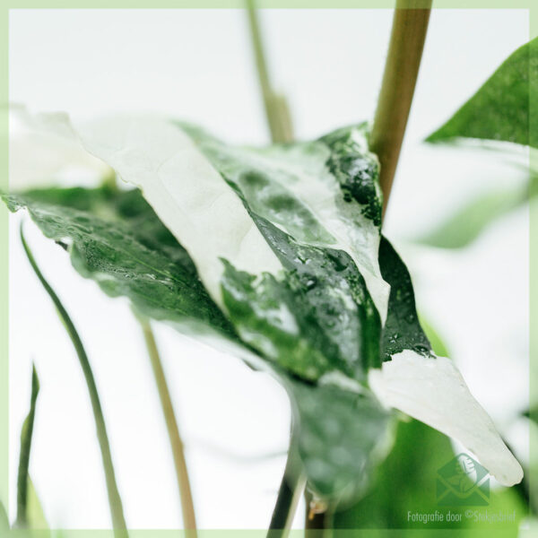 Syngonium Podophyllum Albomarginata kopen