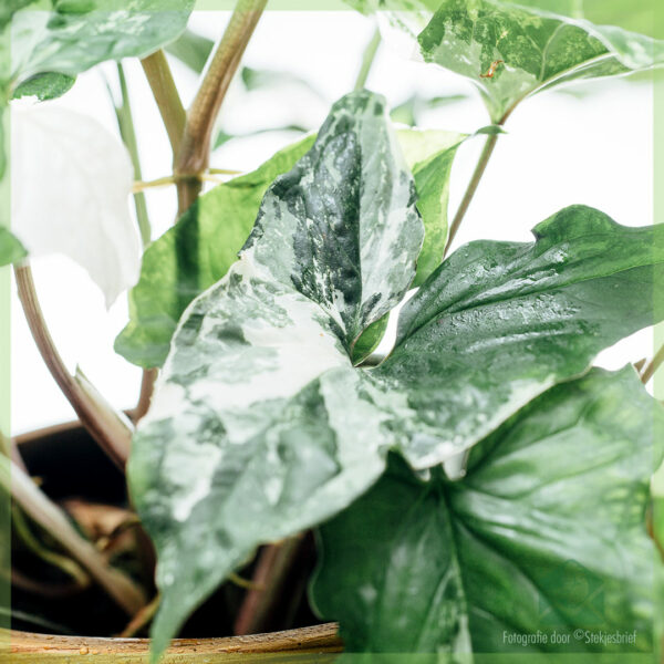 Iibso Syngonium Podophyllum Albomarginata