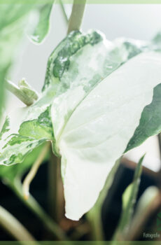 Hokona Syngonium Podophyllum Albomarginata