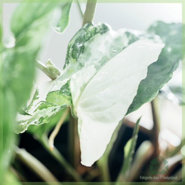 Syngonium Podophyllum Albomarginata kopen