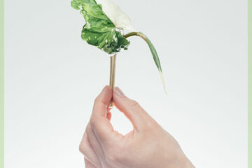 Syngonium Podophyllum Albomarginata ongeworteld kopstekje