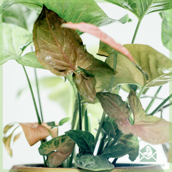 Beuli Syngonium Podophyllum Regina Beureum