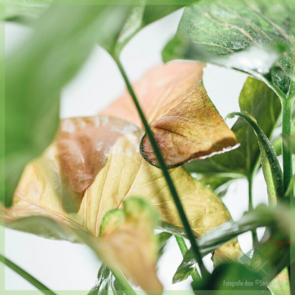 Купете Syngonium Podophyllum Regina Red