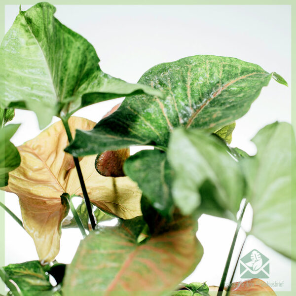 Купете Syngonium Podophyllum Regina Red