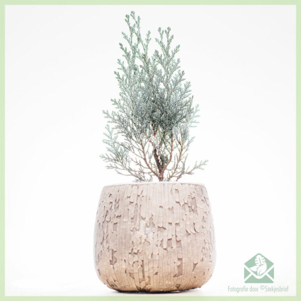 Meuli conifers variétas campuran pot 11 cm